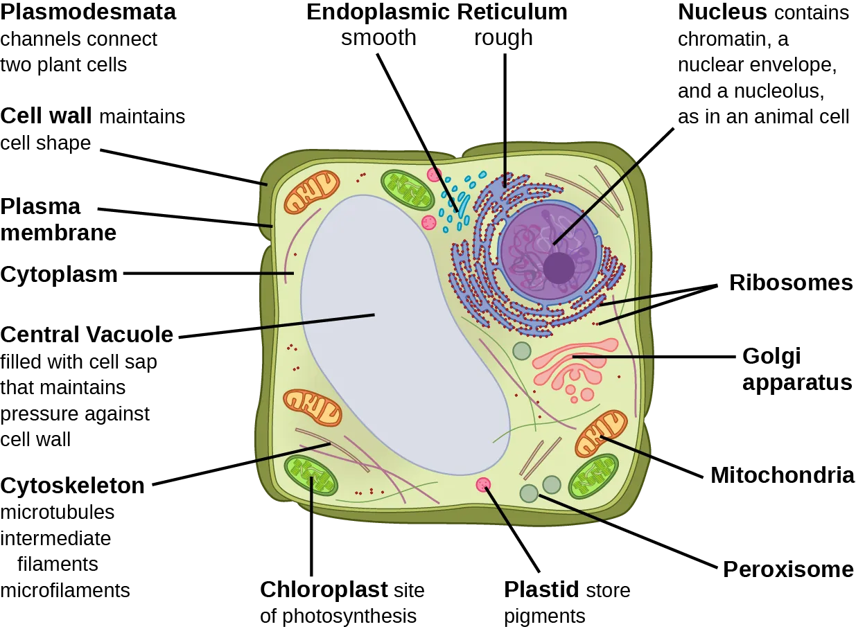 Part b: This illustration depicts a typical eukaryotic plant cell. The nucleus of a plant cell contains chromatin and a nucleolus, the same as an animal cell. Other structures that the plant cell has in common with the animal cell include rough and smooth endoplasmic reticulum, the Golgi apparatus, mitochondria, peroxisomes, and ribosomes. The fluid inside the plant cell is called the cytoplasm, just as it is in an animal cell. The plant cell has three of the four cytoskeletal components found in animal cells: microtubules, intermediate filaments, and microfilaments. Plant cells do not have centrosomes. Plant cells have four structures not found in animals cells: chloroplasts, plastids, a central vacuole, and a cell wall. Chloroplasts are responsible for photosynthesis; they have an outer membrane, an inner membrane, and stack of membranes inside the inner membrane. The central vacuole is a very large, fluid-filled structure that maintains pressure against the cell wall. Plastids store pigments. The cell wall is outside the cell membrane.