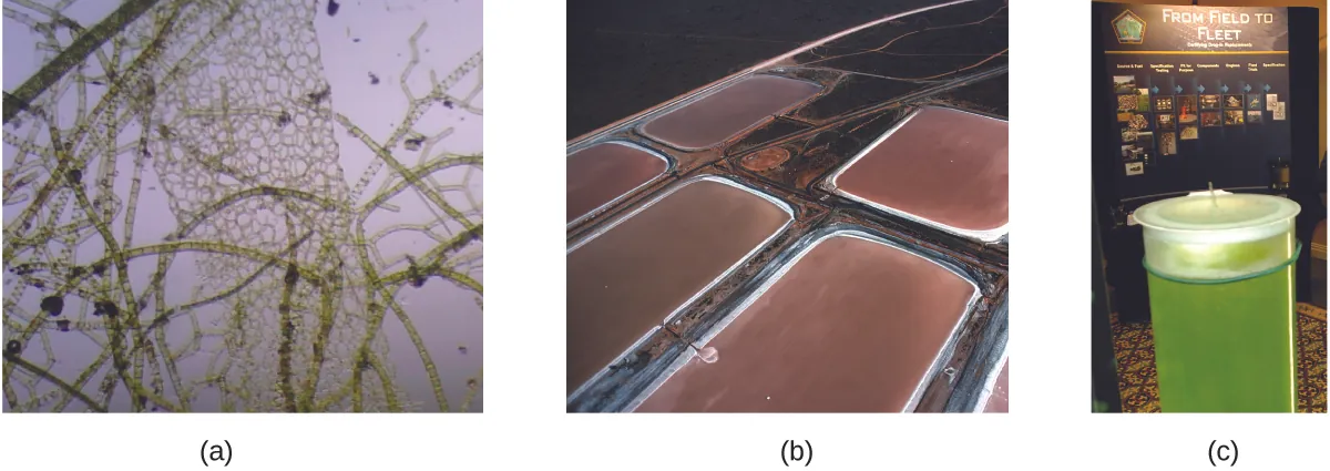 Se muestran tres imágenes etiquetadas como a, b y c. La imagen a muestra una vista microscópica de los organismos de las algas. Se trata de filamentos marrones y estructuras en forma de red sobre un fondo de color violeta claro. La imagen b muestra cinco grandes cubetas llenas de un líquido marrón que contiene estos organismos algales. La imagen c muestra un cilindro lleno de líquido verde en primer plano y un cartel al fondo con el título "Del campo a la flota".