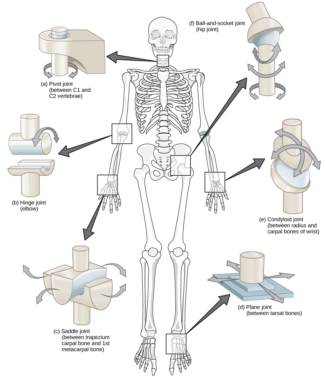 Illustration shows joints of the body. The neck is a pivot joint that allows rotation. The hip is a ball-and-socket joint that allows a swiveling movement. The elbow is a hinge joint that allows movement in one direction. The wrist has a saddle joint to allow back-and forth-movement, and a condyloid joint to allow up-and-down movement. The tarsals of the foot have a plane joint that allows back-and-forth movement.