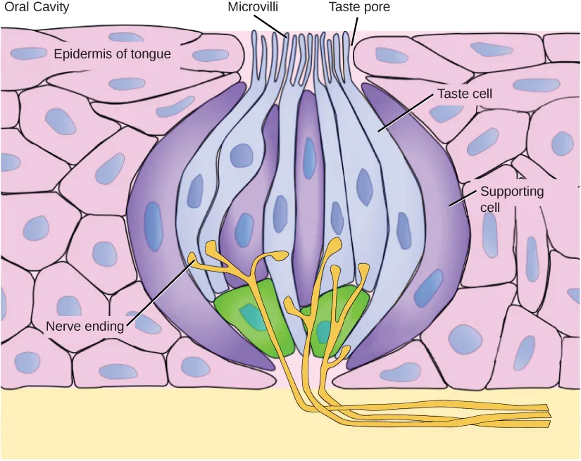 A taste bud is shaped like a garlic bulb, and is embedded in the epidermis of the tongue. Together, the two types of cells that make up the taste bud, taste cells and supporting cells, resemble cloves. Hair-like microvilli extend from the tips of the taste cells, into a taste pore on the surface of the tongue. Nerve endings extend into the bottom of the taste bud from the dermis.