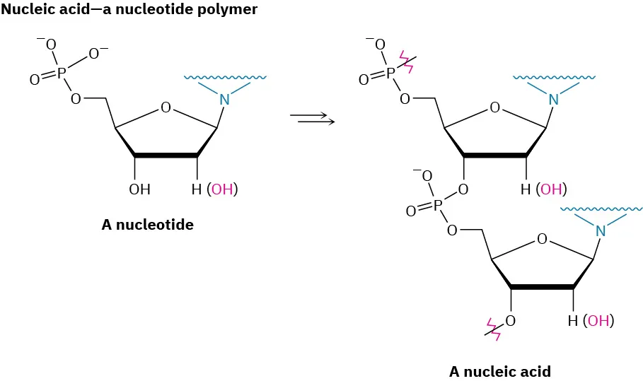 The figure shows nucleotide units link together to form a nucleic acid.