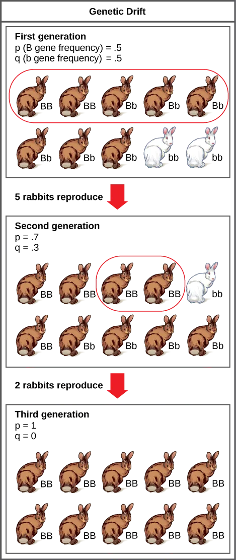 A population has 10 rabbits. 2 of these rabbits are homozygous dominant for the B allele and have brown coat color. 6 are heterozygous and also have brown coat color. Two are homozygous recessive and have white coat color. The frequency of the capital B allele, p, is .5 and the frequency of the small b allele, q, is also .5. Only 5 of the rabbits, including 2 homozygous dominant and 3 heterozygous individuals, produce offspring. 5 of the resulting offspring are homozygous dominant, 4 are heterozygous, and 1 is homozygous recessive. The frequency of alleles in the second generation is p=.7 and q=.3. Only 2 rabbits in the second generation produce offspring, and both of these are homozygous dominant. As a result, the recessive small b allele is lost in the third generation, and all of the rabbits are heterozygous dominant with brown coat color.