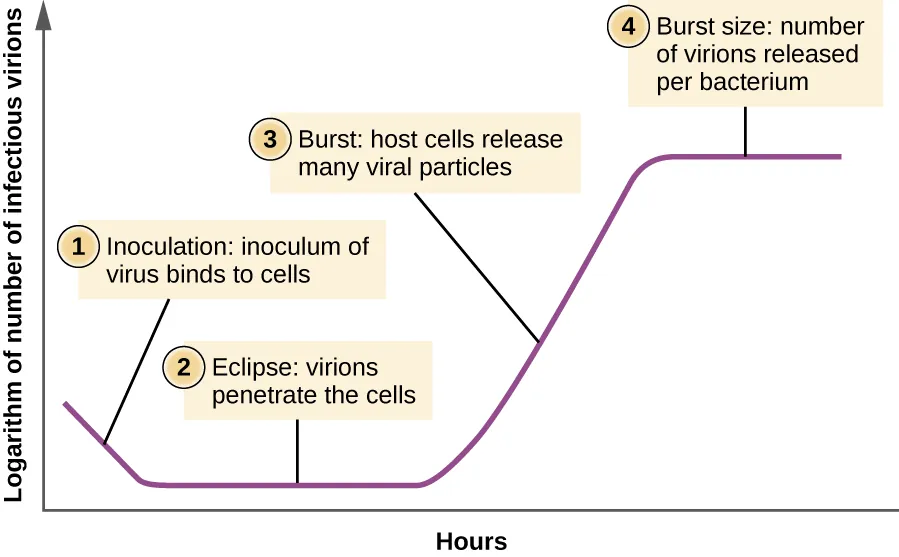 The Y axis of the graph is “logarithm of number of infectious virions”; the X axis of the grap his “hours”. The beginning of the line has a a downward slope and is labeled “1: Inoculation: inoculum of virus binds to cells”. Next is a flat region of the line labeled “2: Eclipse: virions penetrate the cell”. Next is an upward slope labeled “3: Burst: host cells release many viral particles”. Next is another flat region labeled “4: Burst size: number of virions released per bacterium”.