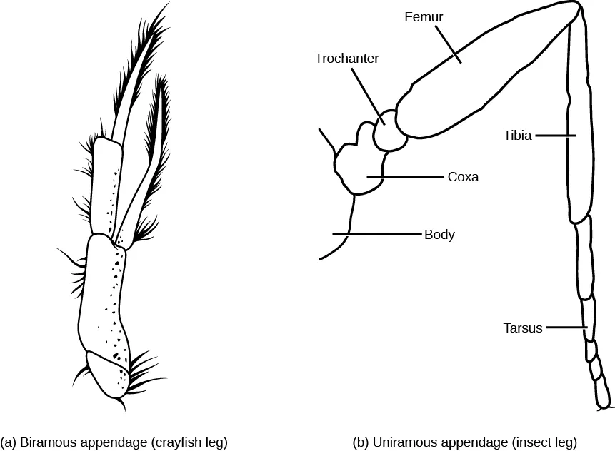 Illustration A shows the biramous, or two-branched leg of a crayfish. Illustration B shows the uniramous, or one-branched leg of an insect.  From proximal to distal, the coxa is the portion of the leg that attaches to the body.  The trochanter is small and round and attaches to the coxa.  The femur is the largest part of the leg, and is long and somewhat oval.  The tibia resembles the femur in shape, but is much thinner.  The end of the leg are the tarsus sections.
