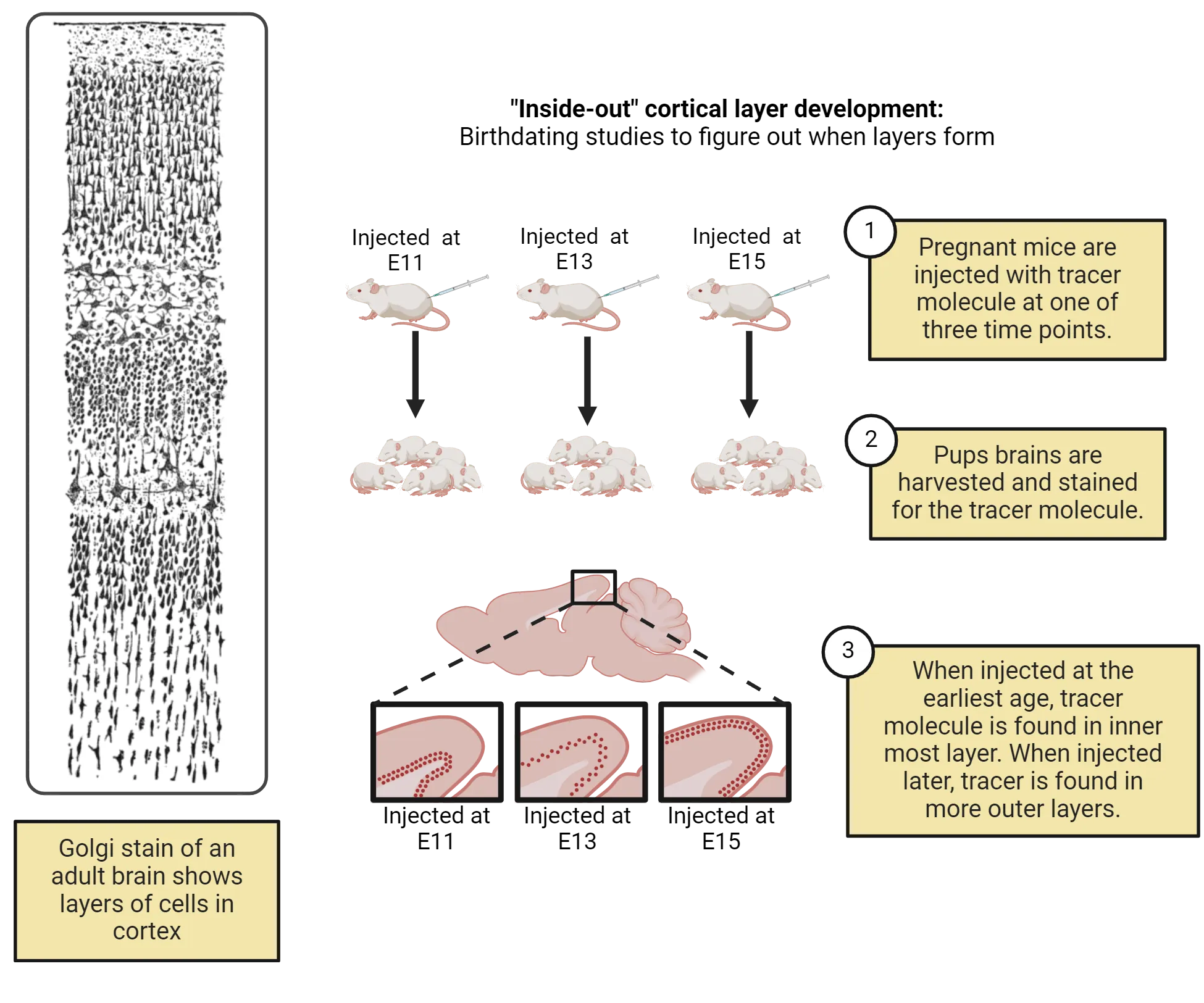 Left is a drawing of a vertical column of cortical tissue with Golgi stain to shows alternating layers that are distinguishable by size of cell and density of cells per area. Right is a diagram of the experiment described in the main text step by step.