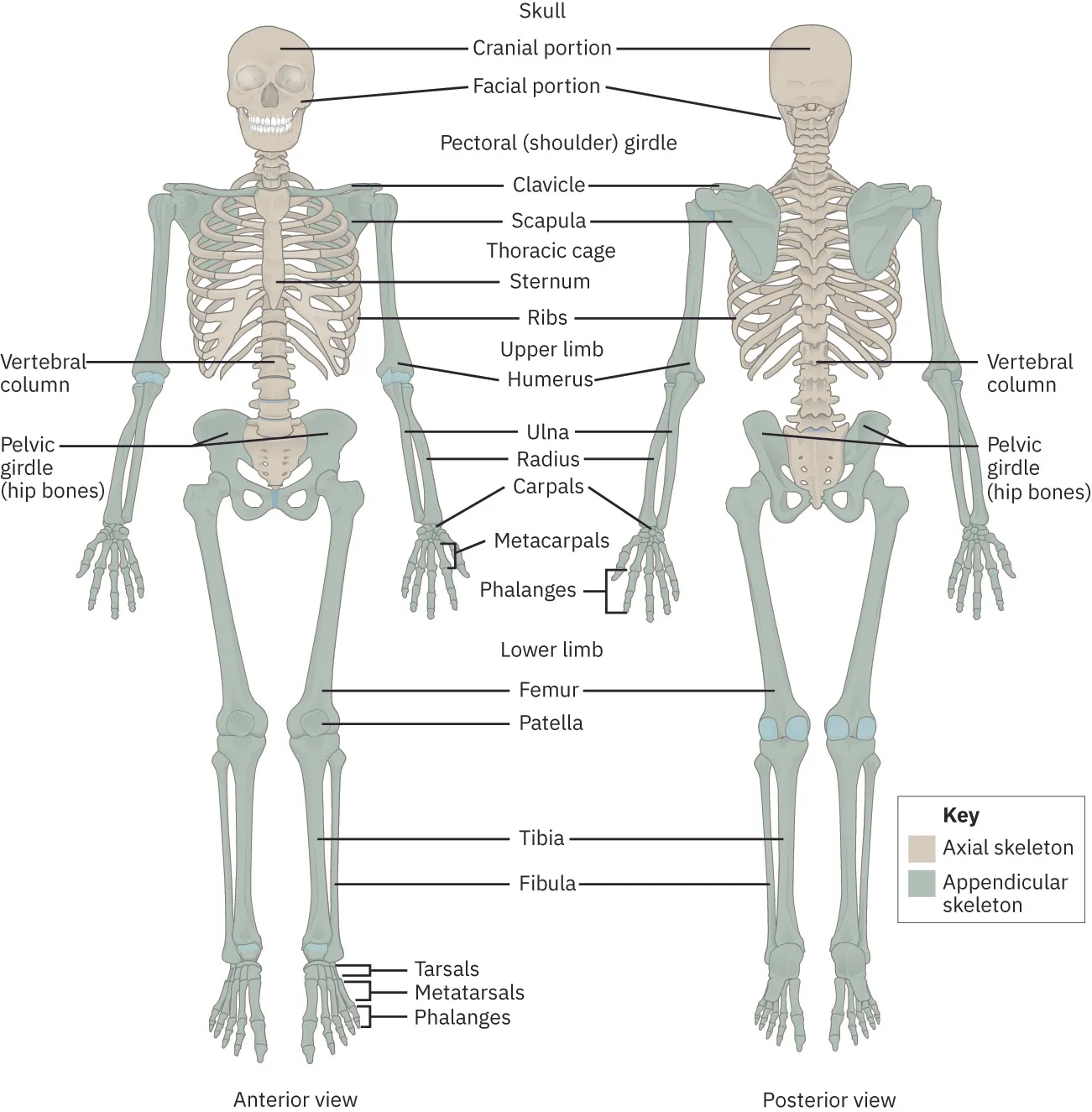 A detailed skeletal diagram displays the human skeleton from front (anterior) and back (posterior) views, with labels for the skull, cranial and facial portions, pectoral girdle, thoracic cage, vertebral column, and limbs, including specific bones such as the clavicle, scapula, humerus, radius, ulna, carpal, metacarpals, phalanges, femur, patella, tibia, fibula, tarsals, and metatarsals. The axial and appendicular components are identified in a key.