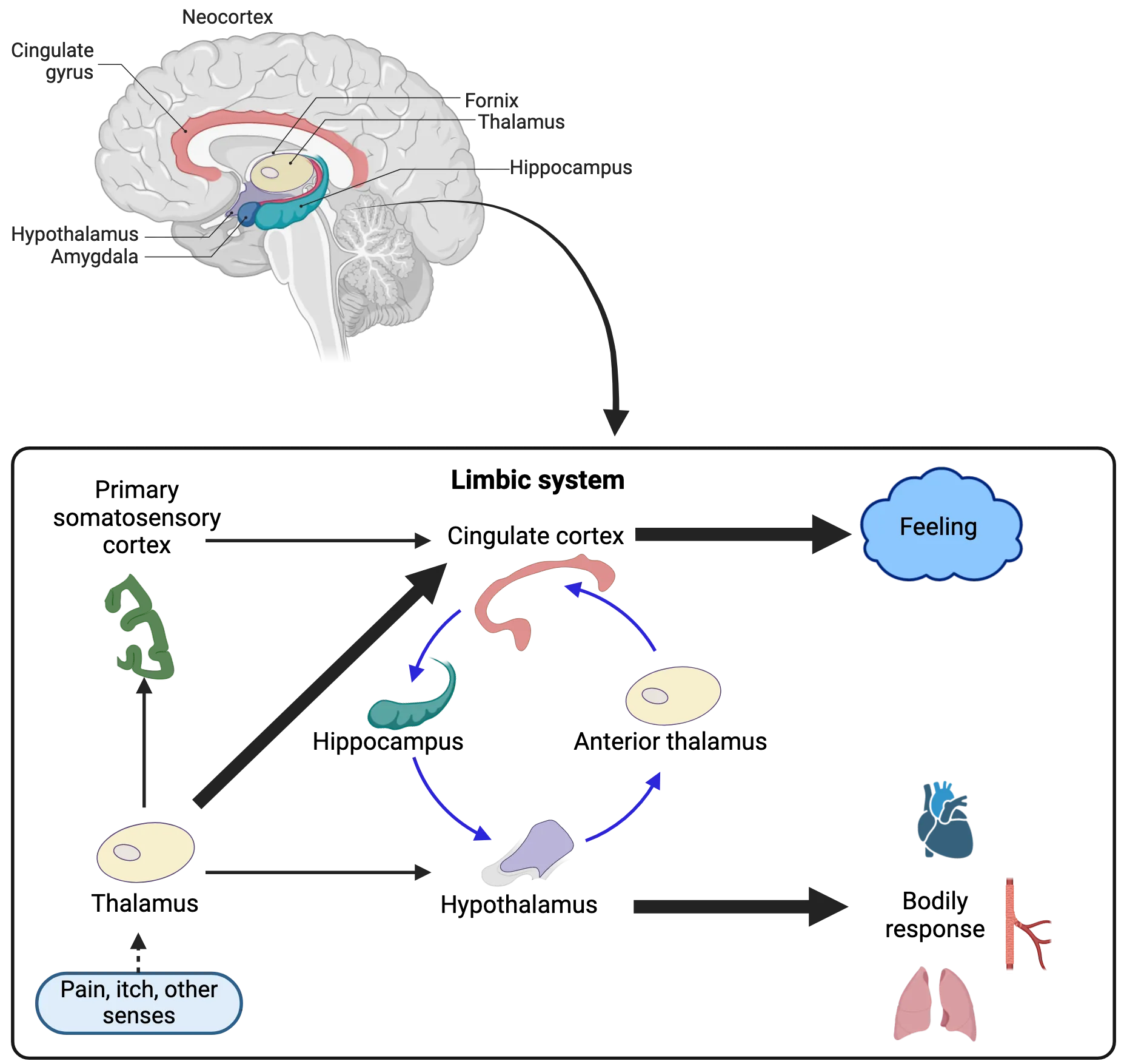 Top: Sagittal midline section of human brain with major limbic structure highlighted. Bottom: Diagram representing integration of limbic structures in to directing bodily response and feelings associated with pain, itch or other senses.