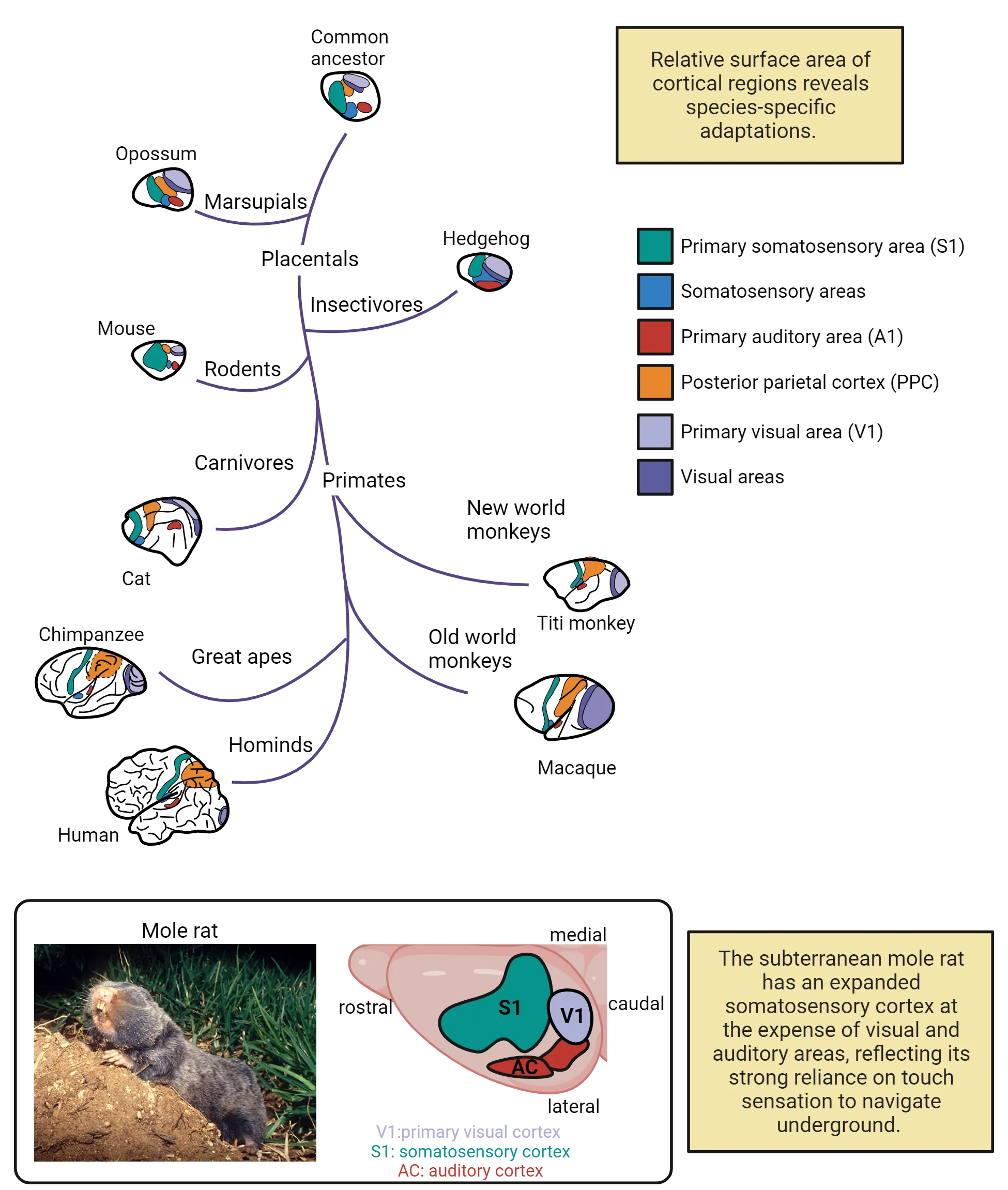 Two-part image. 1) A phylogenetic tree starting with a common ancestor to marsupials and several placentals, including rodents, carnivores and primates. Colorcoding highlights major cortical areas and shows great variation in the relative portion of cortex occupied by different cortical areas by species. These are attributed to species-specific adaptation. 2) Photo of a mole rat, a small furry rodent with no eyes plus a diagram of the cortical surface of a mole rat showing an enlarge somatosensory cortex at the expense of visual and auditory areas, reflecting its strong reliance on touch sensation to navigate underground.