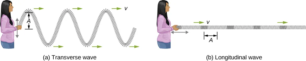 Figure a, labeled transverse wave, shows a person holding one end of a long, horizontally placed spring and moving it up and down. The spring forms a wave which propagates away from the person. This is labeled transverse wave. The vertical distance between the crest of the wave and the equilibrium position of the spring is labeled A. Figure b, labeled longitudinal wave, shows the person moving the spring to and fro horizontally. The spring is compressed and elongated alternately. This is labeled longitudinal wave. The horizontal distance from the middle of one compression to the middle of one rarefaction is labeled A.