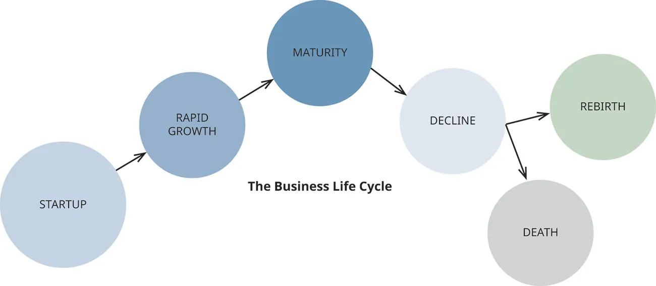 Business life cycle phases are startup, growth, maturity, and decline/rebirth.