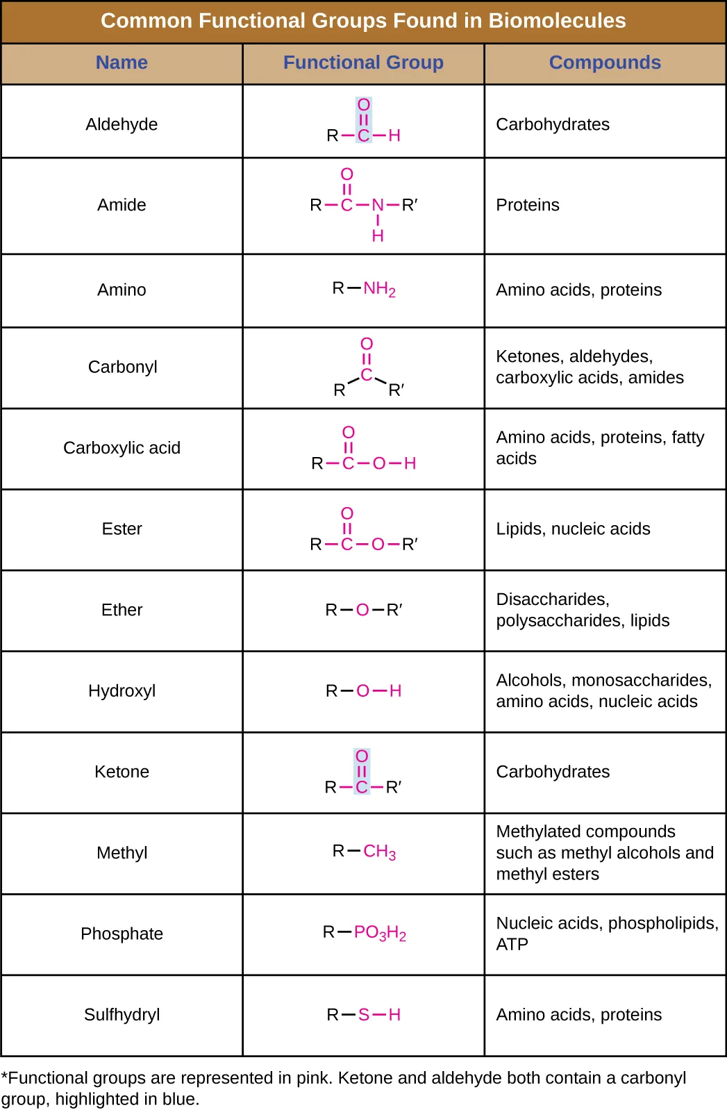 Table titled: Common functional groups found in biomolecules; 3 columns, name, functional group and class of compound.  Aldehyde has a red C double bonded O and an H; the C is also bound to a black R. This is found in carbohydrates. Amine has a red C double bonded to an O and single bonded to an NH. The C and the N are each also bound to a black R. This is found in proteins. Amino has a red NH2 bound to a black R. This is found in amino acids and proteins. Phosphate has a red PO3H2; the P is also bound to a black R. This is found in nucleic acids, phospholipids and ATP. Carbonyl has a red C double bonded to an O; the C is also bound to 2 black Rs. This is found in ketones, aldehydes, carboxylic acids, amides. Carboxylic acid has a red C double bonded to an O and to an OH; the C is also bound to a black R. This is found in amino acids, proteins, and fatty acids. Ester has a red C double bonded to an O and single bonded to another O. The C is bound to a black R and the single bonded O is also bound to a black R. This is found in lipids and nucleic acids. Ether has a red O bound to 2 black Rs. This is found in disaccharides, polysaccharides, and lipids. Hydroxyl has a red OH bound to a black R; this is found in alcohols, monosaccharides, amino acids, and nucleic acids. Ketone has a red C double bonded to an O; the C is also bound to 2 black Rs. This is found in carbohydrates. Methyl has a red CH3 bound to a black R. This is found in methylated compounds such as methyl alcohols and methyl esters. Sulfhydryl has a black R bound to a red SH.. This is found in amino acids and proteins