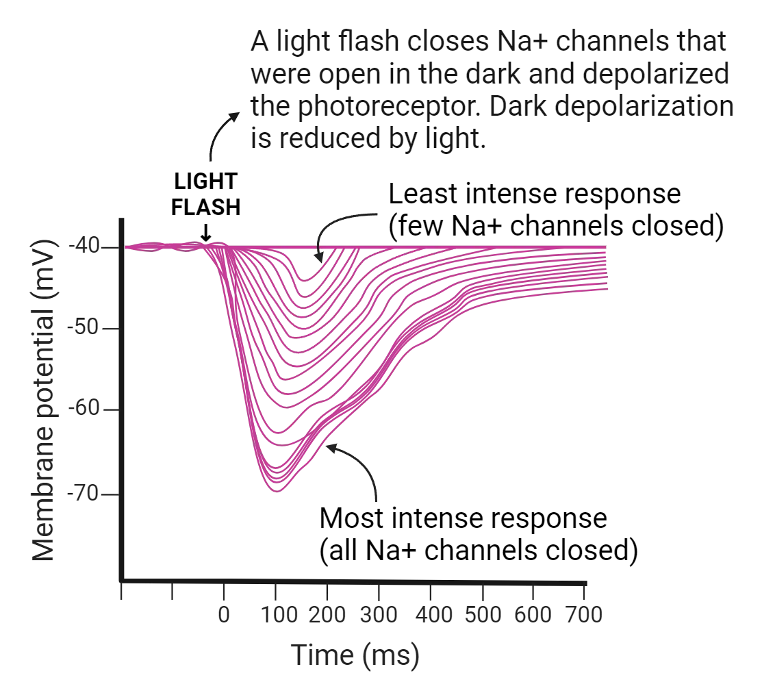 A line graph of membrane potential (y-axis) versus time (x-axis, from -200 to +700 ms). A series of lines all start at -40 mV. At time 0, a light flask occurs and many of the lines deviate to be more negative then recover back towards -40 mV. Text indicates that A light flash closes Na+ channels that were open in the dark and depolarized the photoreceptor. Dark depolarization is reduced by light. The most intense response (all Na+ channel closed) peaks at -70 mV. The least intense response (few Na+ channels closed) is much smaller and there are many lines in between these two extremes.