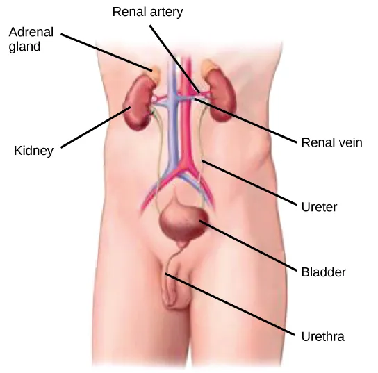 Illustration shows the placement of the kidneys and bladder in a human man. The two kidneys face one another and are located on the posterior side, about halfway up the back. A renal artery and a renal vein extend from the inside middle of each kidney, toward a major blood vessel that runs up the middle of the body. A ureter runs down from each kidney to the bladder, a sac that sits just above the pelvis. The urethra runs down from the bottom of the bladder and through the penis. The adrenal glands are lumpy masses that sit on top of the kidneys.