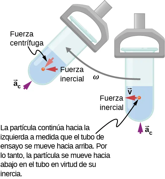 Ilustración de un tubo de ensayo en una centrífuga, moviéndose en un círculo en el sentido de las agujas del reloj con velocidad angular omega. El tubo de ensayo se muestra en dos posiciones diferentes: en la parte inferior del círculo y aproximadamente 45 grados después. Está orientado radialmente, con el extremo abierto más cerca del centro. El contenido está en el fondo del tubo de ensayo. Se indican las siguientes direcciones: En la posición inferior, la aceleración centrípeta a sub c está radialmente hacia dentro, la velocidad, v, y la fuerza inercial están horizontalmente en la dirección del movimiento (hacia la izquierda en la figura). Poco después, cuando el tubo se ha desplazado hacia arriba y hacia la izquierda, la aceleración centrípeta a sub c es radialmente hacia dentro, la fuerza inercial es hacia la izquierda y la fuerza centrífuga es radialmente hacia fuera. Nos dicen que la partícula sigue a la izquierda mientras el tubo de ensayo se mueve hacia arriba. Por lo tanto, la partícula se mueve hacia abajo en el tubo en virtud de su inercia.