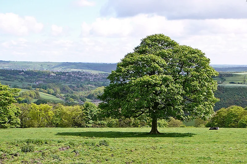 A tree stands in a filed of grass. More trees are visible in the background.