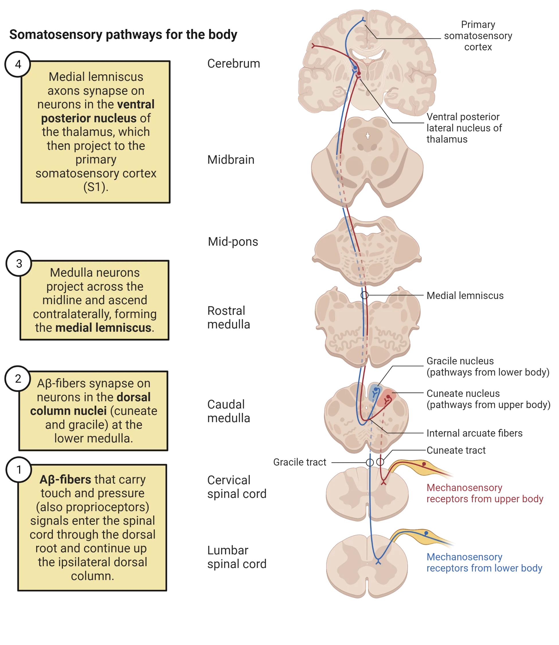 Anatomical diagram showing horizontal slices of spinal cord and brainstem, and coronal slice of brain at top. Nerve pathways form the mechanosensors of upper and lower body are shown from periphery to contralateral primary somatosensory cortex.
