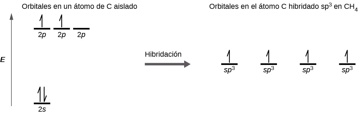 Se muestra un diagrama en dos partes, conectadas por una flecha hacia la derecha marcada como "Hibridación". El diagrama de la izquierda muestra una flecha orientada hacia arriba marcada como "E". En la parte inferior derecha de la flecha hay una línea corta y horizontal marcada como "2 s", que tiene dos medias flechas verticales orientadas hacia arriba y hacia abajo. En la parte superior derecha de la flecha hay una serie de tres líneas horizontales cortas marcadas como "2 p". Dos de las líneas tienen dibujada una flecha vertical hacia arriba. Sobre ambos conjuntos de líneas aparece la frase "Orbitales en un átomo de C aislado". El lado derecho del diagrama muestra cuatro líneas horizontales cortas colocadas a mitad del espacio y cada una marcada como "s p superíndice 3" En cada línea se dibuja verticalmente una media flecha hacia arriba. Sobre estas líneas se encuentra la frase: "Orbitales en el átomo de C hibridado s p superíndice 3 en C H subíndice 4"