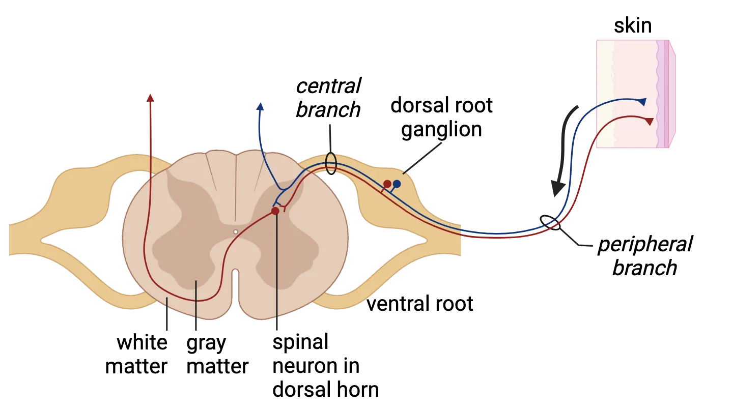 Horizontal slice of spinal cord. 2 neurons with cell bodies in the peripheral ganglion of the dorsal root send projections out into to cross-section of skin. In the dorsal horn of the spinal cord, one neuron sends axons up the ipsilateral side while the other synapses on a cell body in the horn. The next neuron projects across the spinal cord then ascends on the contralateral side.