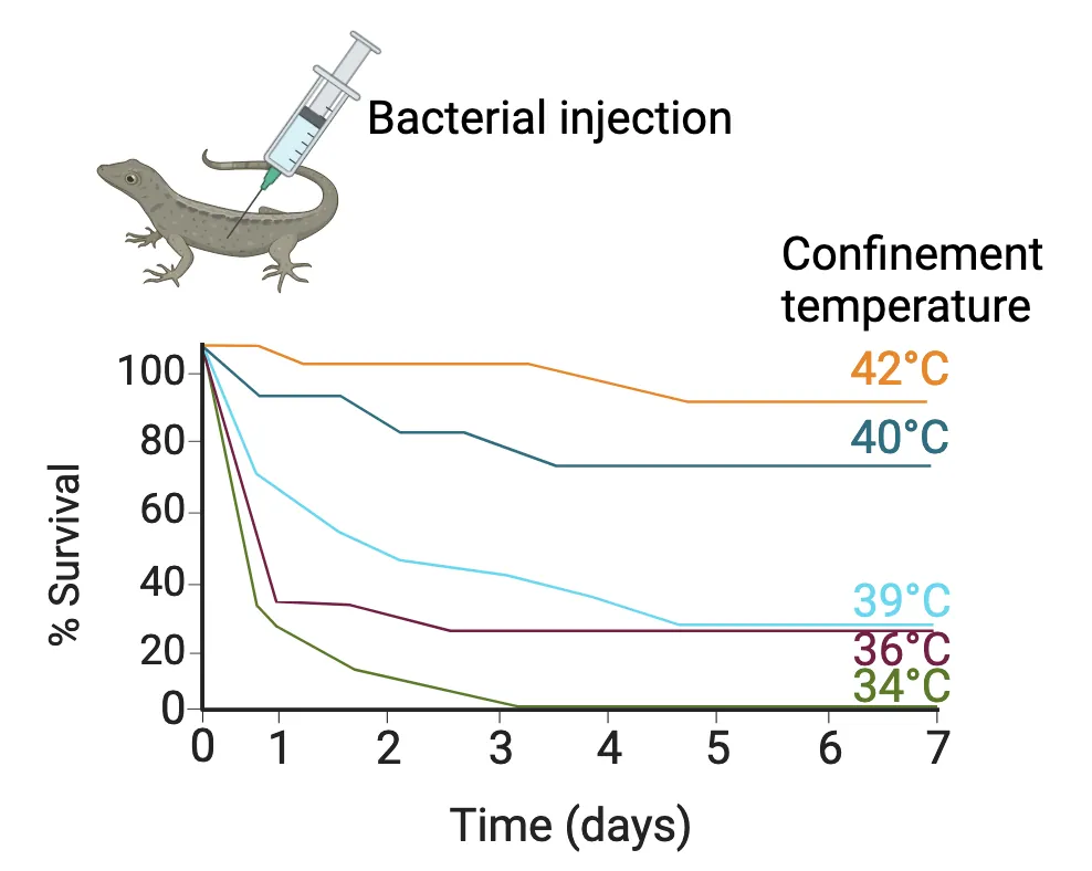 Illustration of iguana being injected with bacteria. A ling graph also shows % survival (y-axis) versus time (days, x-axis) with lines for 5 different confinement temperatures, ranging from 34 degrees Celsius to 42 degrees Celsius. Confinement to colder ambient temperatures after infection caused greater mortality.
