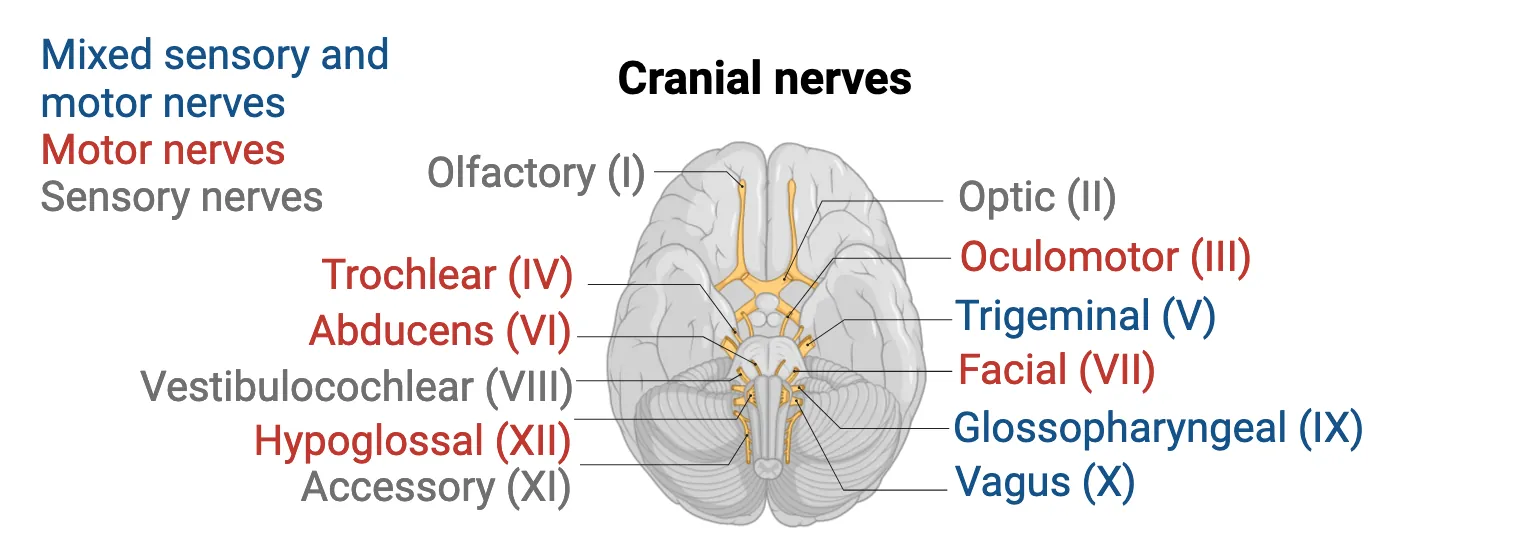 A diagram of the ventral surface of the brain, showing all 12 cranial nerves, color coded for whether they serve motor, sensory or mixed functions.