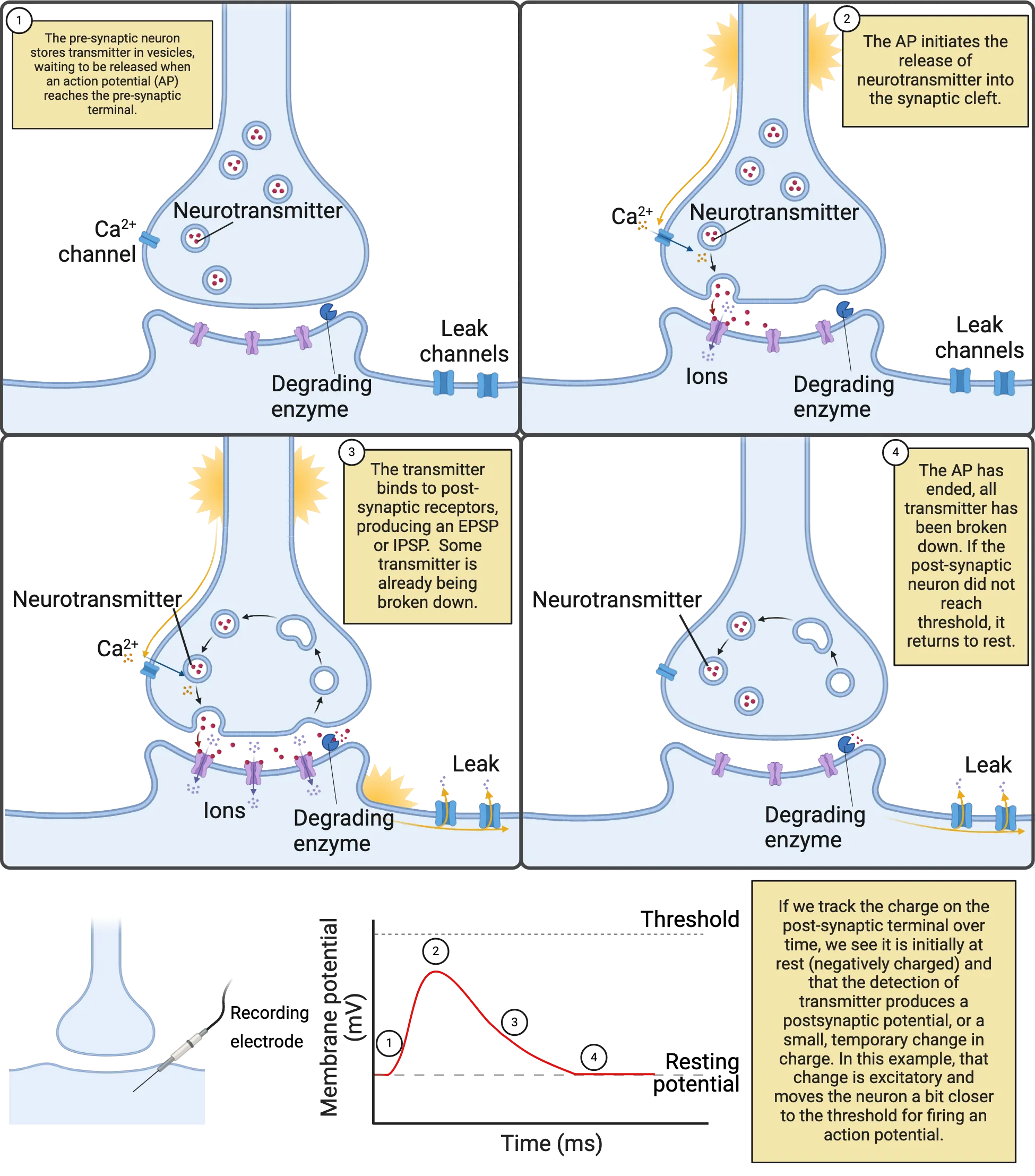 Top left: Diagram of a synapse at rest. Top right: Diagram of a synapse when an action potential arrives. Middle left: Diagram of a synapse after an action potential has caused neurotranmsitter release and activation of postsynaptic receptors. Middle right: Diagram of a synapse where neurotransmitter is being degraded. Bottom left: outline of synapse. Bottom right: line graph showing membrane potential (y-axis ) versus time (x-axis) of a subthreshold depolarization.