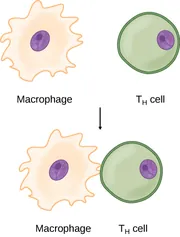 An irregularly-shaped cell labeled macrophage has a smooth, oval nucleus containing a small dark circle and is adjacent to a smooth, circular T H cell with a similar nucleus. An arrow points downward to show that the two cells come together so that a protrusion from the right side of the macrophage touches the left side of the T H cell.