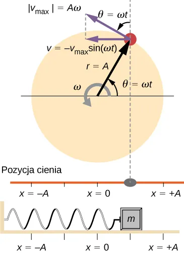 Porównanie położenia kątowego kołka na obracającej się tarczy, jego cienia oraz klocka drgającego na poziomej sprężynie. Promień tarczy to r = A i kręci się ona w kierunku przeciwnym do ruchu wskazówek zegara z prędkością kątową omega. Pozycja kątowa kołka, theta, wynosi zero gdy kołek znajduje się dokładnie na prawo od środka tarczy i w chwili pokazanej na rysunku jest równa omega t. Prędkość liniową kołka pokazano jako styczną do koła na krawędzi tarczy. Wynosi ona v sub max, co jest równe A omega. Jej składową x oznaczono jako poziomy wektor skierowany w lewo, o wartości - v sub max razy sinus omega t. Kołek rzuca cień na poziomą linię. Jeden koniec sprężyny przymocowany jest do ściany po lewej, a do drugiego zamocowano klocek. Położenie klocka i cienia oznaczono jako x, gdzie x=0 znajduje się dokładnie pod prawą krawędzią dysku. Na rysunku kołek jest w pierwszym kwadrancie. Jego cień i klocek znajdują się w punkcie x między 0 a plus A (na rysunku poołożenie to wydaje się być x = A/2.)