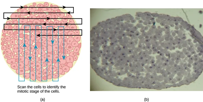 Left: This figure shows an illustration of whitefish blastula cells with a scanning pattern from right to left, and from top to bottom. Right: A micrograph of whitefish blastula cells in various phases of the cell cycle is shown.
