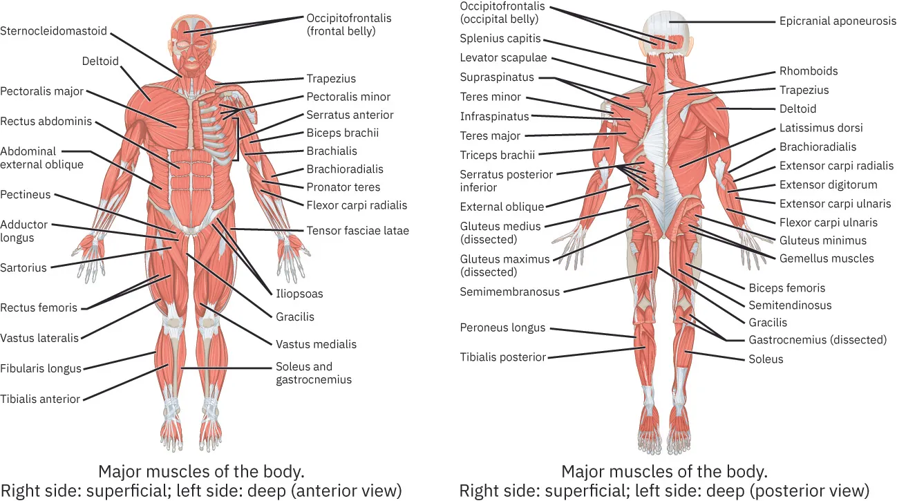 The image features two diagrams of the human muscular system, with the anterior view on the left and the posterior view on the right. Each diagram labels major muscles of the body, with the right side showing superficial muscles and the left side showing deeper muscles. Labels include the sternocleidomastoid, deltoid, pectoralis major, and rectus abdominis for the anterior view, and the occipitofrontalis, trapezius, and latissimus dorsi for the posterior view, among others.