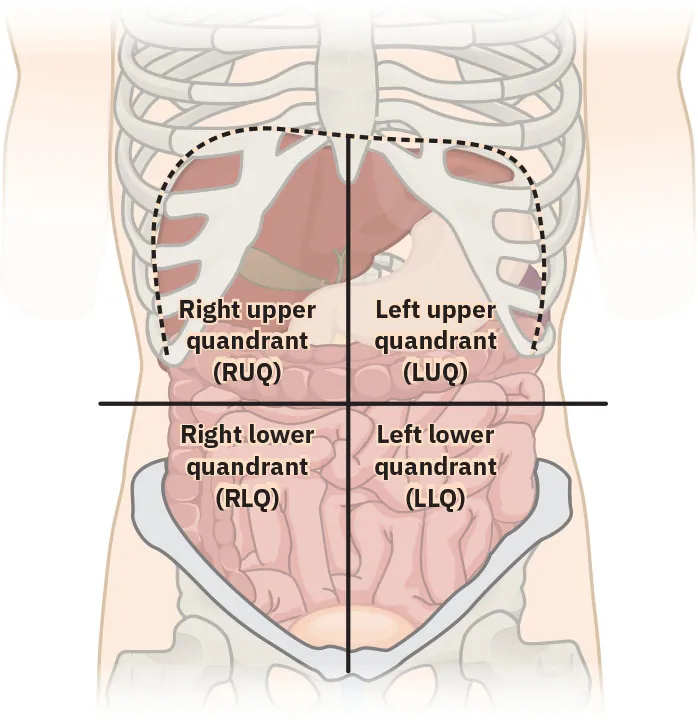 Location of abdominal organs by quadrants