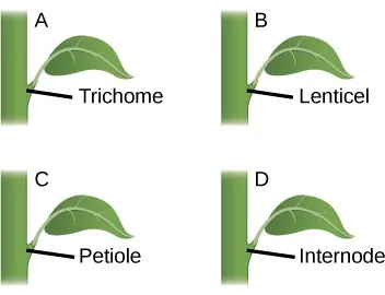 Four leaves are shown. Choice A shows a leaf with the point it attaches to the stem labeled as trichome. Choice B shows a leaf with the point it attaches to the stem labeled as lenticel. Choice C shows a leaf with the point it attaches to the stem labeled as petiole. Choice D shows a leaf with the point it attaches to the stem labeled as internode.