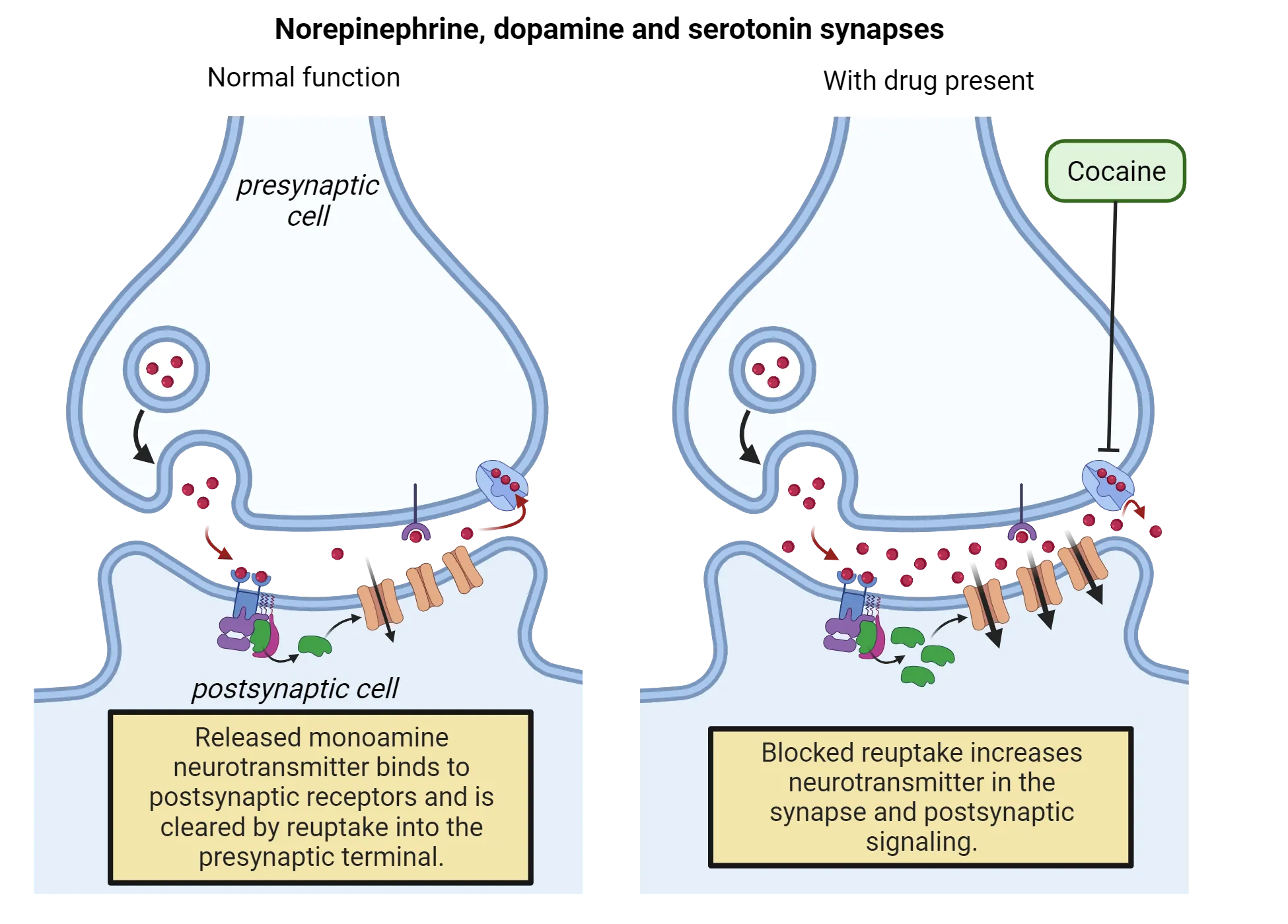 Two diagrams of norepinephrine/dopamine/serotonin synapses, one with normal function and another with drug present (cocaine). Normal: Released monoamine neurotransmitter binds to postsynaptic receptors and is cleared by reuptake into the presynaptic terminal. With drug: Blocked reuptake increases neurotransmitter in the synapse and postsynaptic signaling.