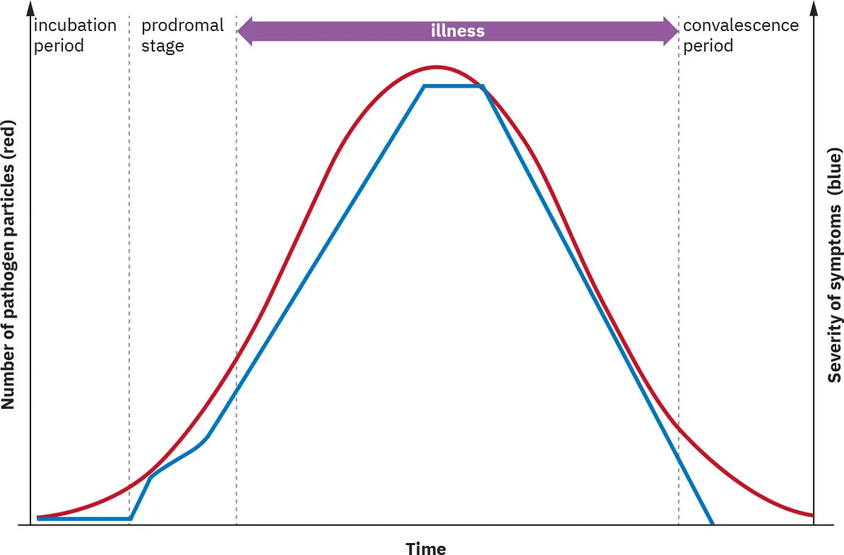 Graph of stages of infection plotting time against number of pathogen particles (red) and severity of symptoms (blue), showing four stages: incubation period, prodromal stage, illness, and convalescence period