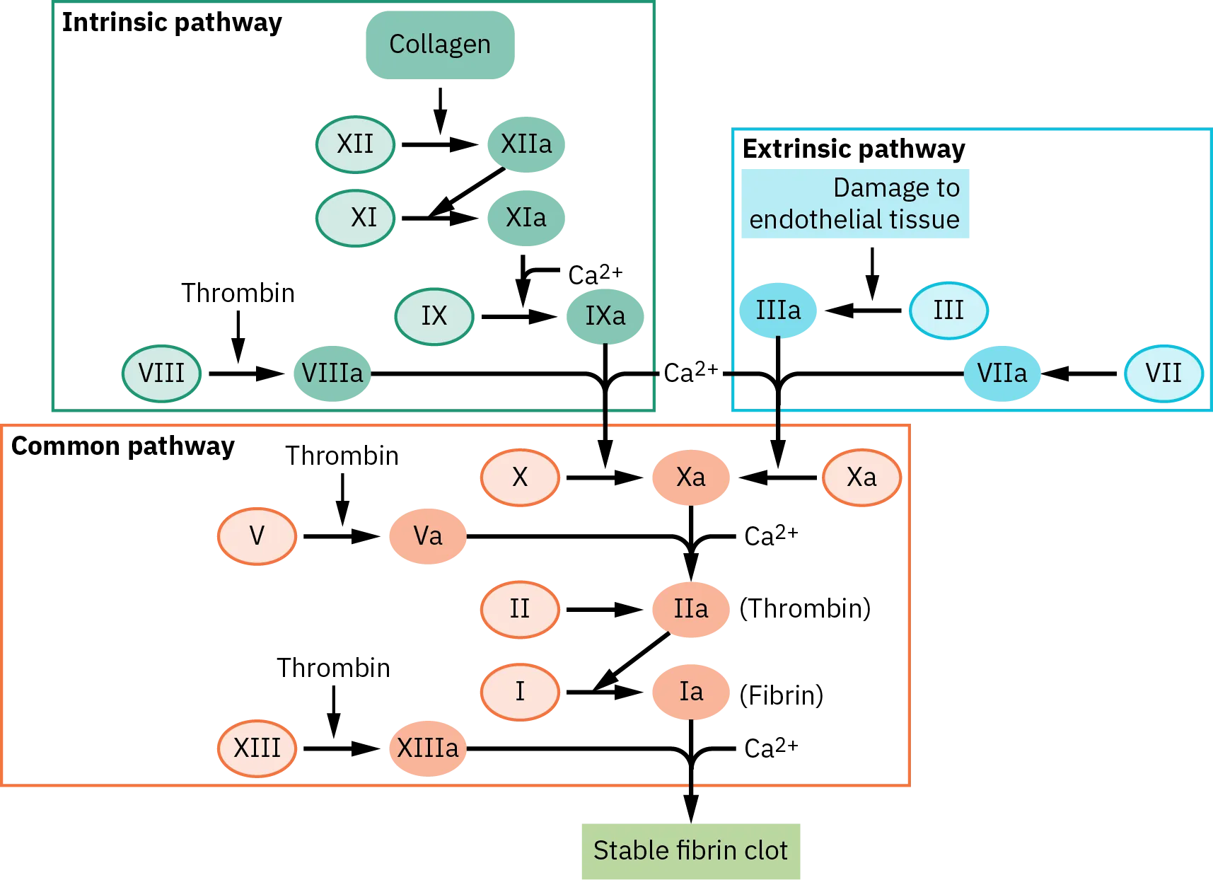 A diagram shows the intrinsic, extrinsic, and common pathway that activates the coagulation cascade. For the intrinsic pathway, collagen activates Factor 12; X12a activates 11; 11A combines with C A 2  positive to activate factor 9. At the same time, thrombin activates factor 8. Factors 8a and 9a combine to activate Factor 10 in the common pathway. For the Extrinsic pathway, damage to endothelial tissues causes Factor 5 to activate. Factors 5a and 7a combine to activate Factor 10 in the common pathway. As Factor 10 is activated in the common pathway, Thrombin is activating Factor 5. Factor 5a and C A 2 positive combine to form Factor 2a. Factor 2a activates Factor 1. At the same time thrombin activates Factor 13 and combines with C A 2 positive to stabilize the fibrin clot.