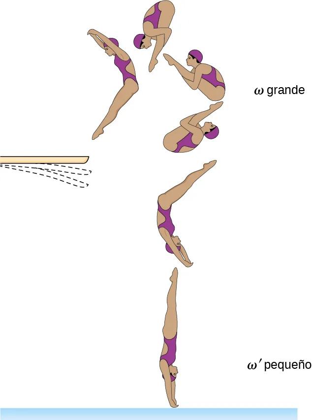 Dibujo de una clavadista en varios momentos de una inmersión, desde justo después de salir del trampolín hasta justo antes de entrar en el agua. Después de saltar del trampolín, la clavadista está en posición de clavado, con las piernas pegadas al cuerpo y el omega es grande. Al acercarse al agua, extiende su cuerpo. Llega al agua totalmente extendida y vertical, y el omega máximo es pequeño.