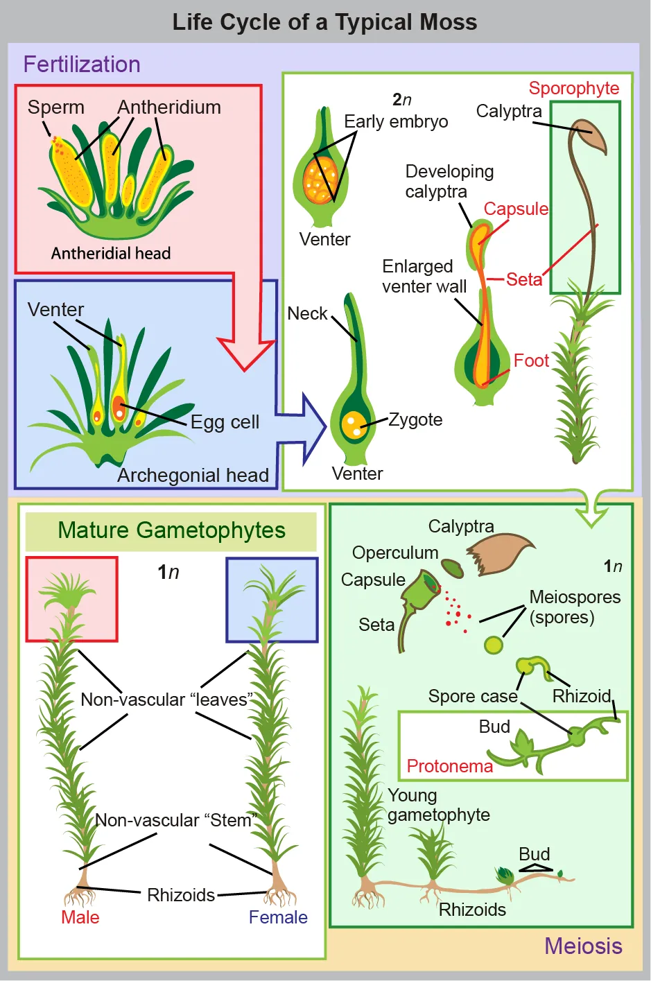 In mosses, the mature haploid (1n) gametophyte is a slender, nonvascular stem with fuzzy, non-vascular leaves. Root-like rhizoids grow from the bottom. Male antheridia and female archegonia grow at the tip of the stem. Sperm fertilize the eggs, producing a diploid (2n) zygote inside a vase-like structure called a venter inside the archegonial head. The embryo grows into a sporophyte that projects like a flower from the vase. The sporophyte undergoes meiosis to produce haploid (1n) spores that grow to produce mature gametophytes, completing the cycle.