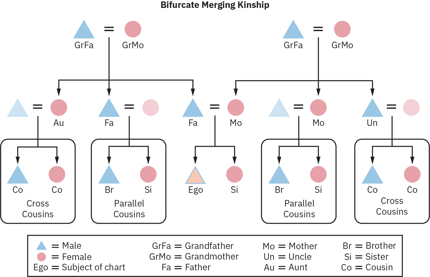 A Bifurcate Merging Kinship chart of three generations, starting from two sets of grandparents, as grandfather and grandmother respectively, their children, their respective wives, children, uncles, aunts, father, and mother, who in turn produce the subject of the chart and a brother or sister. The children of all the uncles and aunts are parallel cousins and cross cousins.