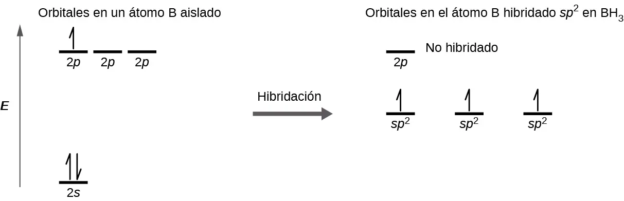 Se muestra un diagrama en dos partes, conectadas por una flecha hacia la derecha marcada como "Hibridación". El diagrama de la izquierda muestra una flecha orientada hacia arriba marcada como "E". En la parte inferior derecha de la flecha hay una línea corta y horizontal marcada como "2 s", que tiene dos medias flechas verticales orientadas hacia arriba y hacia abajo. En la parte superior derecha de la flecha hay una serie de tres líneas horizontales cortas marcadas como "2 p". Sobre ambos conjuntos de estas líneas está la frase "Orbitales en un átomo B aislado". Una de las líneas tiene dibujada una flecha vertical hacia arriba. El lado derecho del diagrama muestra tres líneas cortas y horizontales colocadas a mitad del espacio y cada una marcada como "s p superíndice 2". En cada línea se dibuja verticalmente una media flecha hacia arriba. Encima de estas líneas hay otra corta, horizontal, marcada como "2 p". Encima de ambos conjuntos de líneas aparece la frase: "Orbitales en el átomo B hibridado s p superíndice 2 en B H subíndice 3".