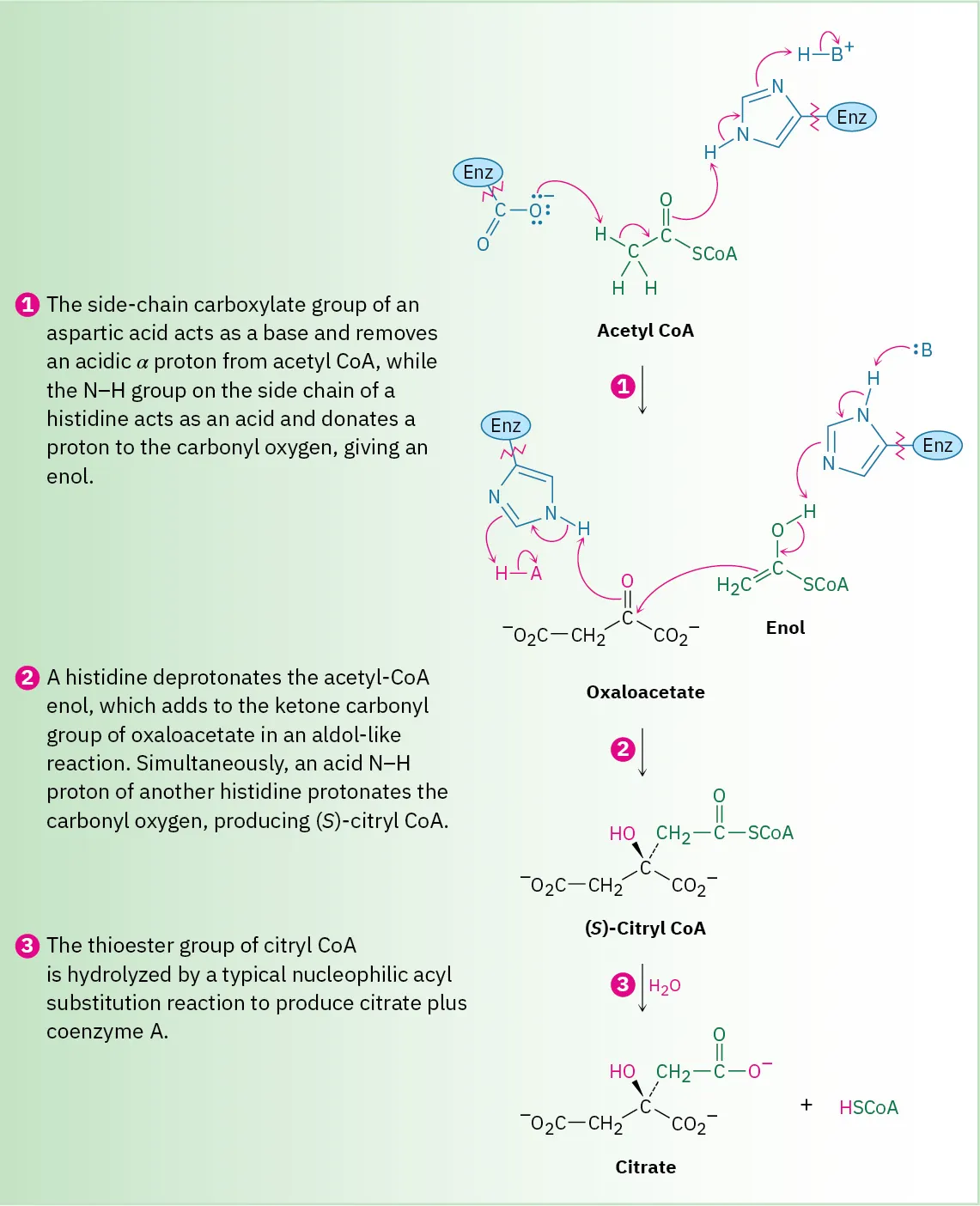 The mechanism of acetyl Co A reacting with oxaloacetate in the presence of (S)-acetyl Co  A to form citrate and H S Co A.
