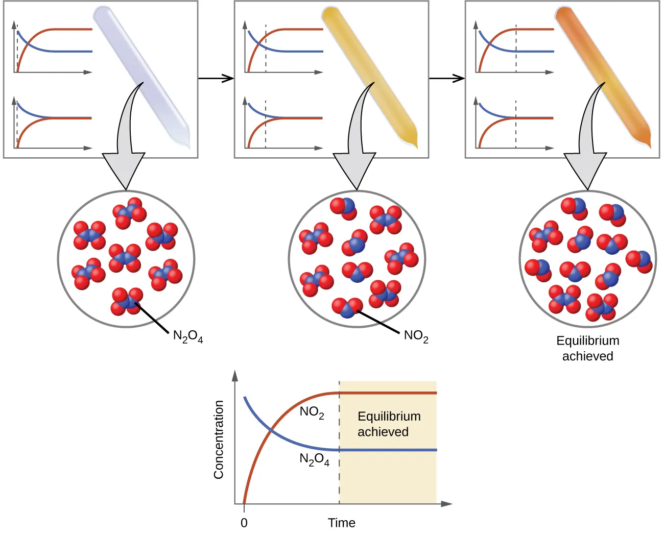 A three-part diagram is shown. At the top of the diagram, three beakers are shown, and each one contains a sealed tube. The tube in the left beaker is full of a colorless gas which is connected to a zoom-in view of the particles in the tube by a downward-facing arrow. This particle view shows seven particles, each composed of two connected blue spheres. Each blue sphere is connected to two red spheres. The tube in the middle beaker is full of a light brown gas which is connected to a zoom-in view of the particles in the tube by a downward-facing arrow. This particle view shows nine particles, five of which are composed of two connected blue spheres. Each blue sphere is connected to two red spheres. The remaining four are composed of two red spheres connected to a blue sphere. The tube in the right beaker is full of a brown gas which is connected to a zoom-in view of the particles in the tube by a downward-facing arrow. This particle view shows eleven particles, three of which are composed of two connected blue spheres. Each blue sphere is connected to two red spheres. The remaining eight are composed of two red spheres connected to a blue sphere. At the bottom of the image are two graphs. The left graph has a y-axis labeled, “Concentration,” and an x-axis labeled, “Time.” A red line labeled, “N O subscript 2,” begins in the bottom left corner of the graph at a point labeled, “0,” and rises near the highest point on the y-axis before it levels off and becomes horizontal. A blue line labeled, “N subscript 2 O subscript 4,” begins near the highest point on the y-axis and drops below the midpoint of the y-axis before leveling off. The right graph has a y-axis labeled, “Rate,” and an x-axis labeled, “Time.” A red line labeled, “k subscript f, [ N subscript 2 O subscript 4 ],” begins in the bottom left corner of the graph at a point labeled, “0,” and rises near the middle of the y-axis before it levels off and becomes horizontal. A blue line labeled, “k subscript f, [ N O subscript 2 ] superscript 2,” begins near the highest point on the y-axis and drops to the same point on the y-axis as the red line before leveling off. The point where both lines become horizontal is labeled, “Equilibrium achieved.”