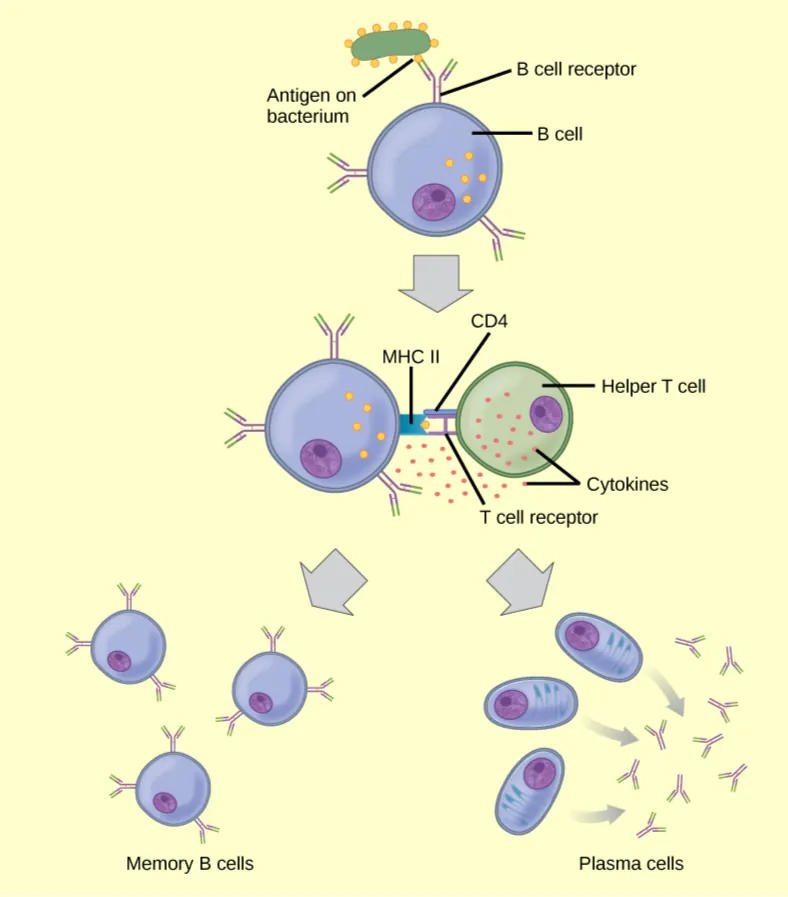 llustration shows activation of a B cell. An antigen on the surface of a bacterium binds the B cell receptor. The b cell engulfs the antigen, and presents an epitope on its surface in conjunction with a M H C I I receptor. A T cell receptor and C D 4 molecule on the surface of a helper T cell recognize the epitopes M H C I I complex and activates the B cell. The B cell divides and turns into memory B cells and plasma cells. Memory B cells detect the antigen that had activated their parent B cell (memory B cells and their parent B cells share the same BCR, thus they detect the same antigen) and can initiate rapid division and strong response if the same antigen is detected after infection at a different time. Plasma B cells secrete antibodies.