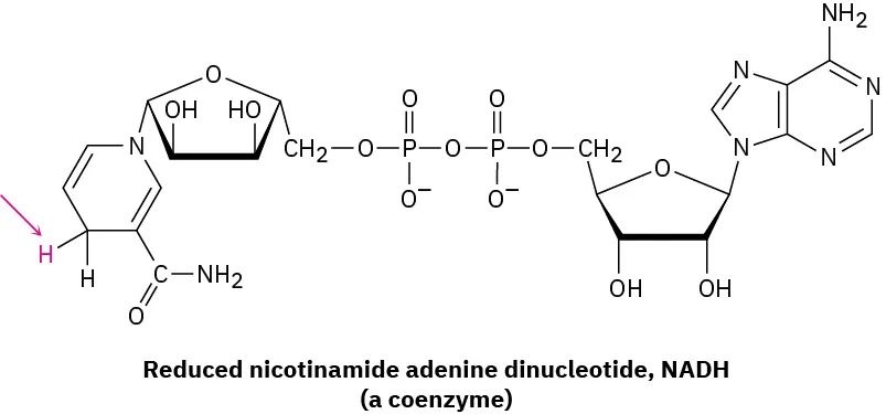 The structure of reduced nicotinamide adenine dinucleotide N A D H (a coenzyme).