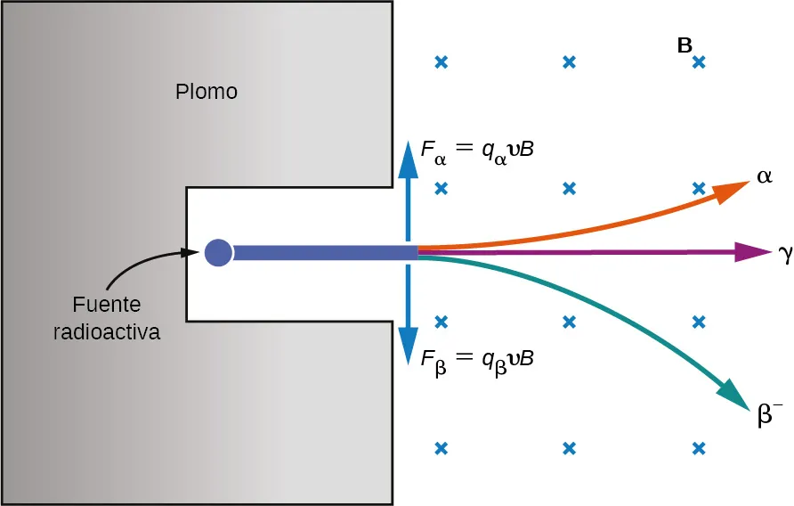 La figura muestra un material en forma de C marcado como plomo. En el hueco de la forma de C se muestra un pequeño círculo marcado como fuente radiactiva. De esta fuente irradian tres rayos hacia la derecha. Uno de ellos se curva hacia arriba y está marcado como alfa. Uno va recto y está marcado como gama. El tercero se curva hacia abajo y está marcado como beta menos. El campo magnético se muestra con cruces. Dos flechas se originan cerca del punto donde los rayos emergen de la forma de C. La flecha que apunta hacia arriba está marcada como F subíndice alfa = q subíndice alfa v B. La flecha que apunta hacia abajo está marcada como F subíndice beta = q subíndice beta v B.