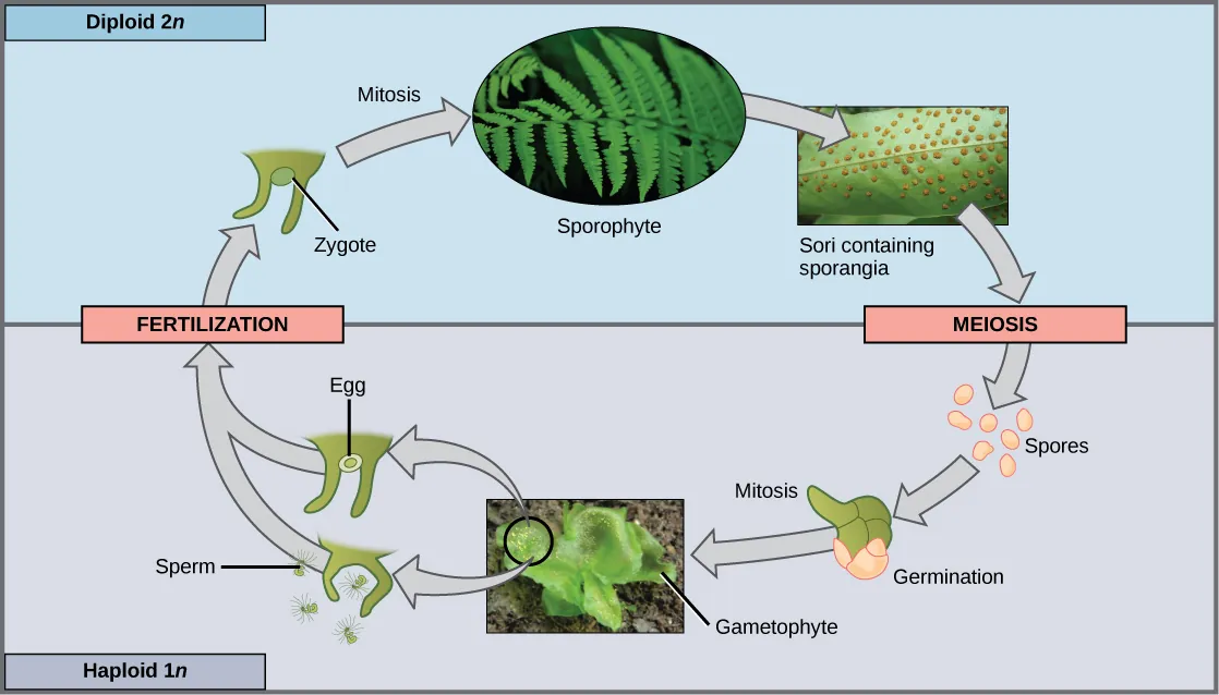 The fern life cycle begins with a diploid (2n) sporophyte, which is the fern plant. Sporangia are found on the bottom of the leaves. Sporangia undergo meiosis to form haploid (1n) spores. The spores germinate and grow into a haploid (1n) green gametophyte that resembles lettuce. The gametophyte contains antheridia that produce sperm, and archegonia that produce eggs. Inside the archegonium the sperm fertilizes the egg, forming a diploid (2n) zygote. The zygote undergoes mitosis to form a diploid (2n) sporophyte, ending the cycle.