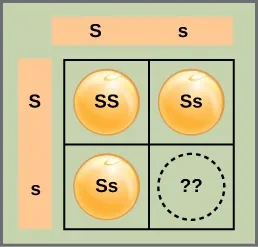 A Punnett square shows the heterozygous parents of four possible genotypes. The offspring genotypes shown are 1 homozygous for smooth seeds, 2 heterozygous, and 1 missing.
