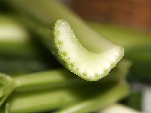 Photo shows a cross section of a celery stalk, depicting a number of vascular bundles.
