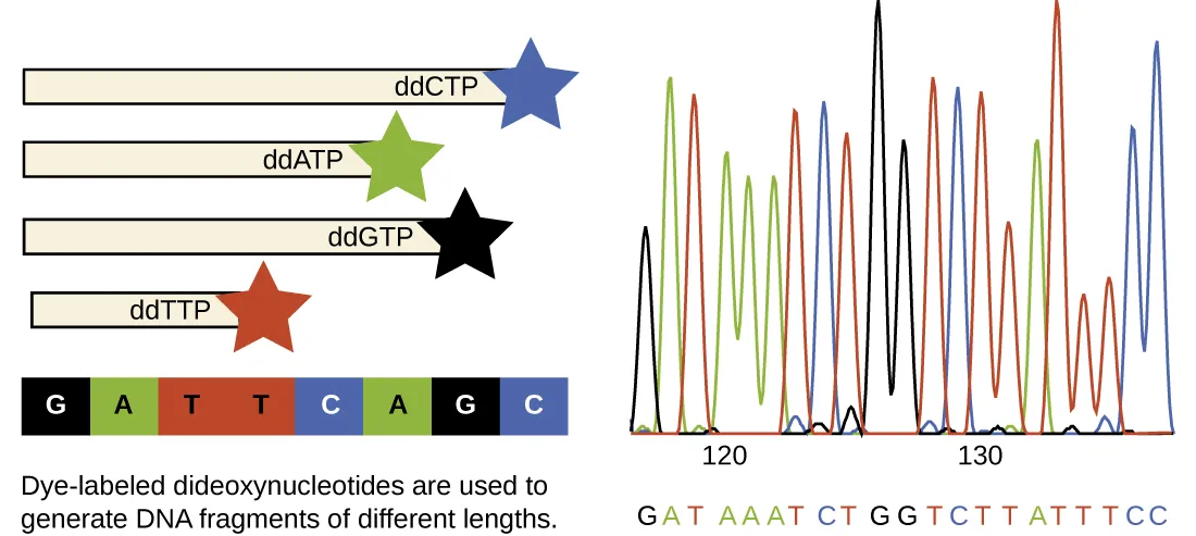 A diagram showing the Sanger method. A strand of DNA has the sequence GATTCAGC. Dye-labeled dideoxynucleotides are used to generate DNA fragments of different lengths. The shortest fragment ends with a red star to indicate that the ddTTP is what ended the chain. The next shortest fragment has a green star to indicate that a ddATP ended the chain. The next has a black star to indicate that a ddGTP ended the chain. The longest has a blue star to indicate that a ddCTP ended the chain. Not all of the fragments are shown in the diagram. To the right is a computer printout that does show all the fragments that would be seen in a sample. The computer printout shows a colored peak to indicate which fragment moved through the gel at that position. The first (shortest) position shows a black peak indicating a G, next is a green peak indicating an A, next is a red peak indicating a T, next are 3 green peaks indicating A’s, etc.