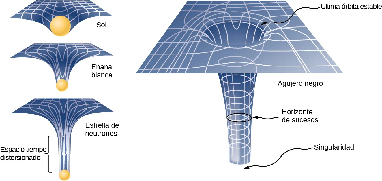 A la izquierda hay tres ilustraciones de espacio-tiempo como una cuadrícula con hoyuelos cada vez más profundos con un objeto en el fondo del hoyuelo. El dibujo superior está etiquetado como “Sol”, y tiene un hoyo poco profundo. La figura del medio está etiquetada como “enano blanco” y tiene un hoyuelo más profundo y líneas de cuadrícula más distorsionadas. La tercera figura está etiquetada como “estrella de neutrones”. El hoyuelo es muy profundo y sus lados son casi verticales. La región por encima de la estrella está etiquetada como “espacio-tiempo distorsionado”. A la derecha, una ilustración más amplia de los efectos de un agujero negro. El hoyuelo es ahora una curva que se convierte en un tubo acampanado que se vuelve vertical y está abierto en la parte inferior. El fondo del tubo está etiquetado como “singularidad”. Las líneas de la cuadrícula del tubo forman líneas verticales y una espiral. Una sección transversal circular del tubo está etiquetada como “horizonte de sucesos”. Un círculo en el que la red espacio-tiempo se dobla para formar el tope del tubo se etiqueta como “última órbita estable”.