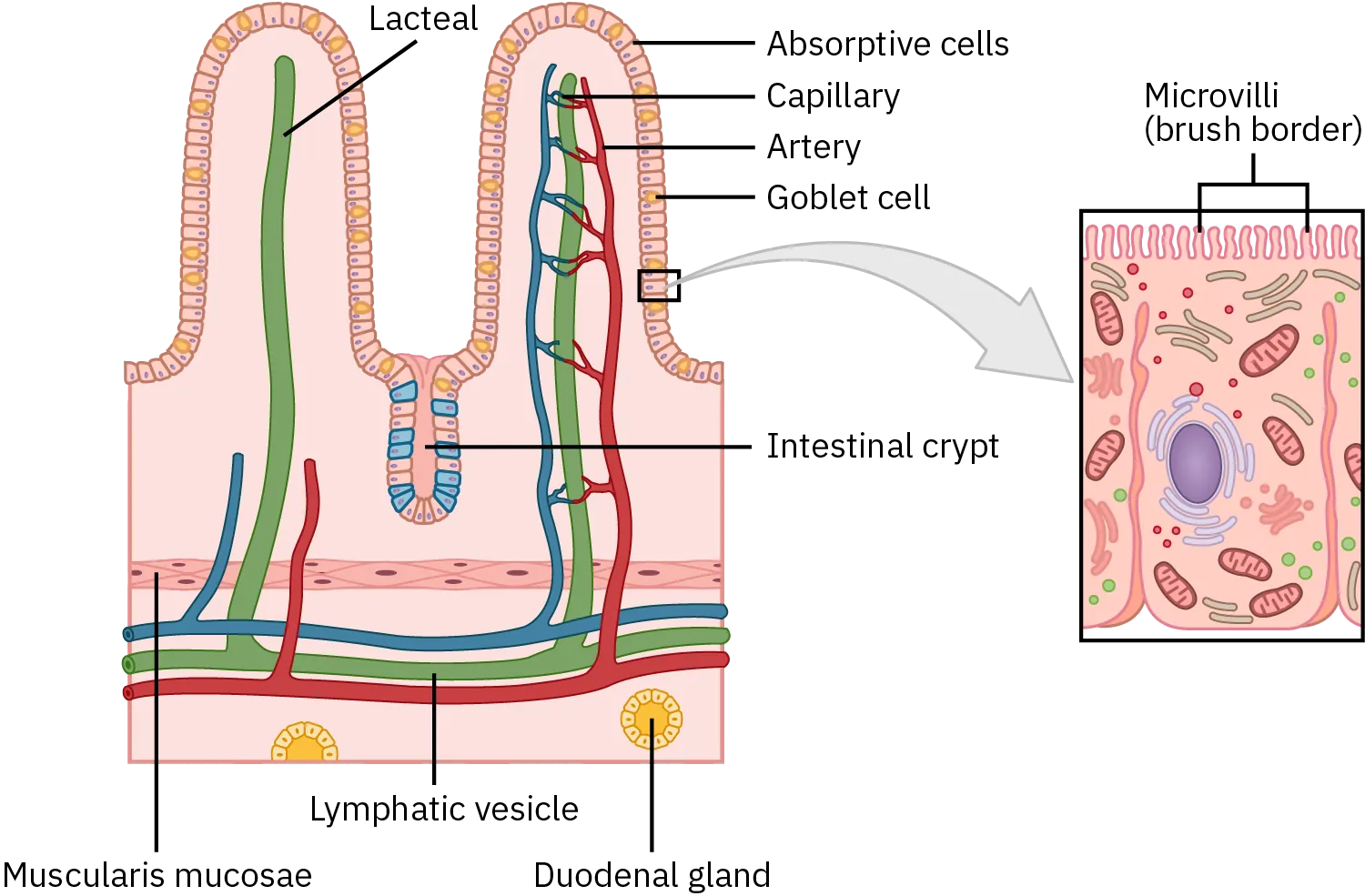 Absorptive cells line the small intestine's enterocyte. Some absorptive cells contain goblet cells. The absorbative cells have many tiny microvilli, also known as a brush border. Multiple long, vertical lacteal  branch off from the lymphatic vessel; these are surrounded by a capillary and artery. The indentation between each lacteal branch is the intestinal crypt. Above the lymphatic vessel is the muscularis mucosae; below it is the duodenal gland.