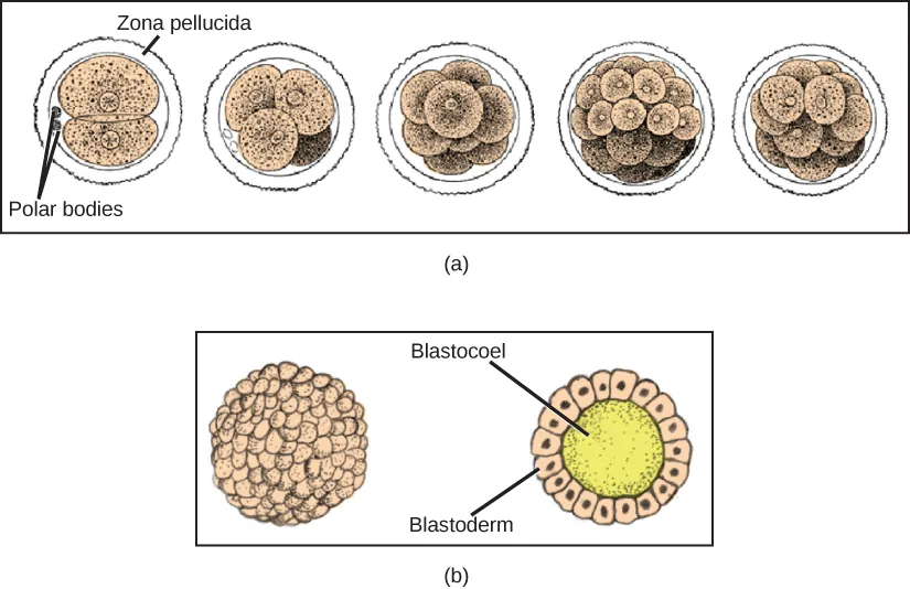 Part A illustration shows a fertilized egg divided into two, four, eight, and sixteen cells. Part B shows a hollow ball of cells. The cells on the surface are called the blastoderm, and the hollow center is called the blastocoel.